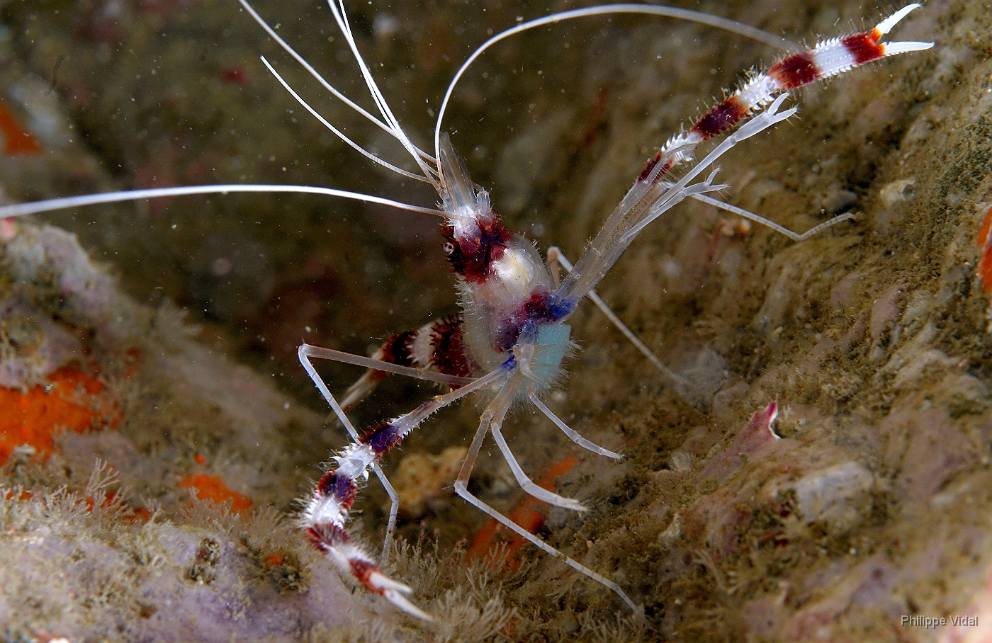 Birmanie - Mergui - 2018 - DSC02657 - Banded coral shrimp - Grande crevette nettoyeuse - Stenopus hispidus.jpg